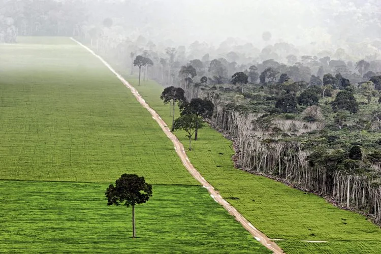 Equilíbrio: a pequisa, feita hectare por hectare, constatou que as lavouras ocupam 8% do território e que a vegetação nativa cobre 65% do país | Ricardo Beliel/Brazil Photos/Getty Images / 