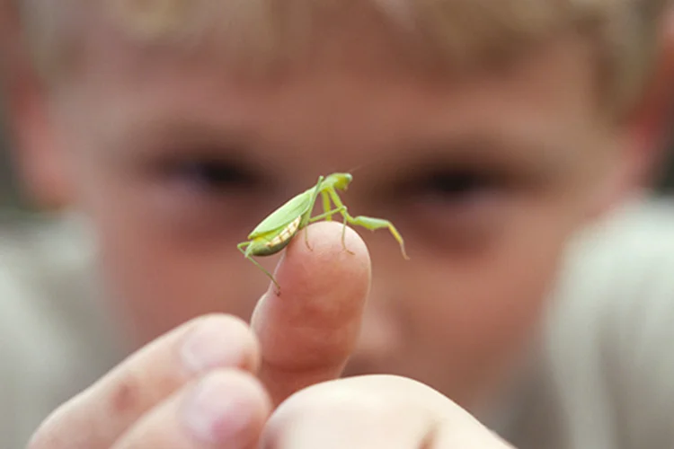 Fotografia em close-up de um inseto no dedo de uma criança. (Ciaran Griffin/Thinkstock)