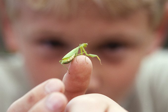 Invisíveis no debate climático, insetos vão sofrer com alta do termômetro
