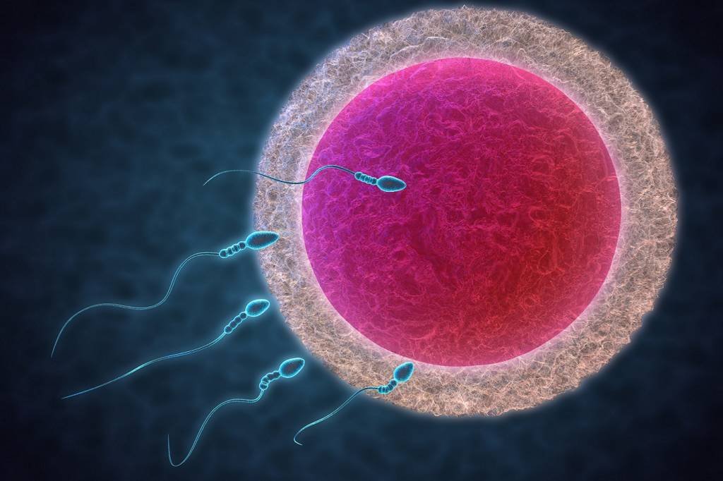 Nova regra de reprodução assistida faz surgir "Tinder dos óvulos"