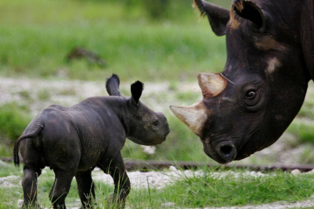 Rinocerontes: no ano passado nove rinocerontes negros foram caçados (Joe Raedle/Getty Images/Getty Images)