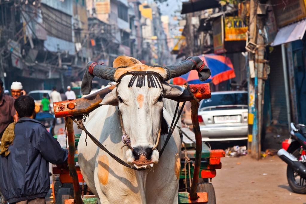 Protesto violento por morte de vaca termina com 2 mortos na Índia