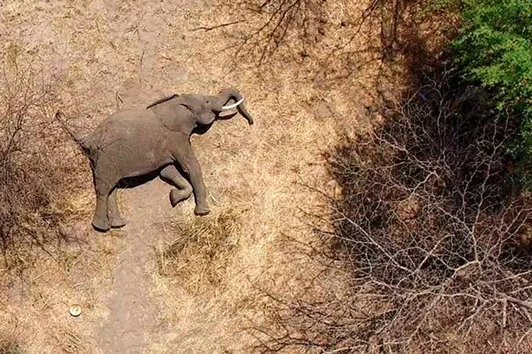 Foto de divulgação do filme "Troféu", parte da Mostra Ecofalante de Cinema Ambiental. (Pressphoto do filme Trophy/Divulgação)