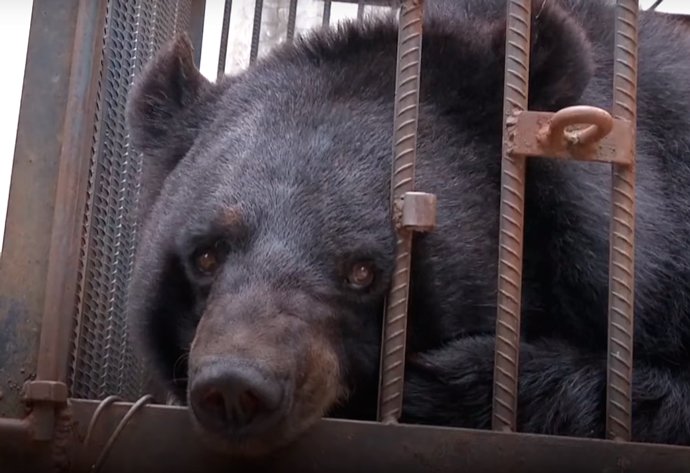 Família chinesa cria filhote de urso achando que era um cachorro