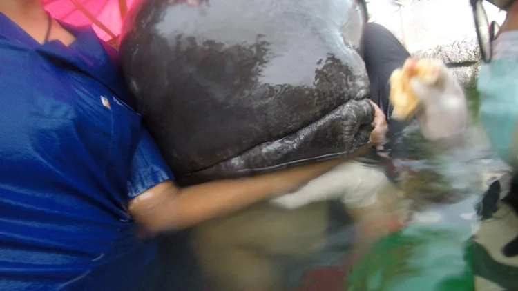 Vídeo mostra baleia na costa da Tailândia, que morreu após ingerir sacolas plásticas (Thailand's Department of Marine and Coastal Resources/Social Media/Reuters)