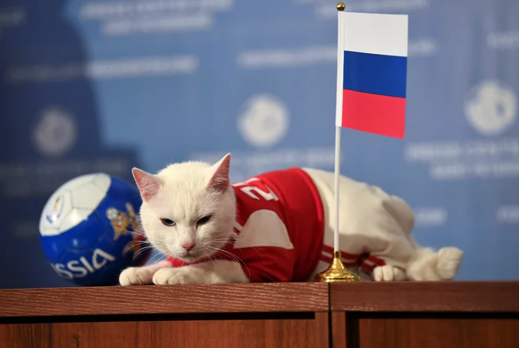 Depois de comer tudo no prato da Rússia, o gato Aqulies também comeu um pouco no prato do Egito (Dylan Martinez/Reuters)