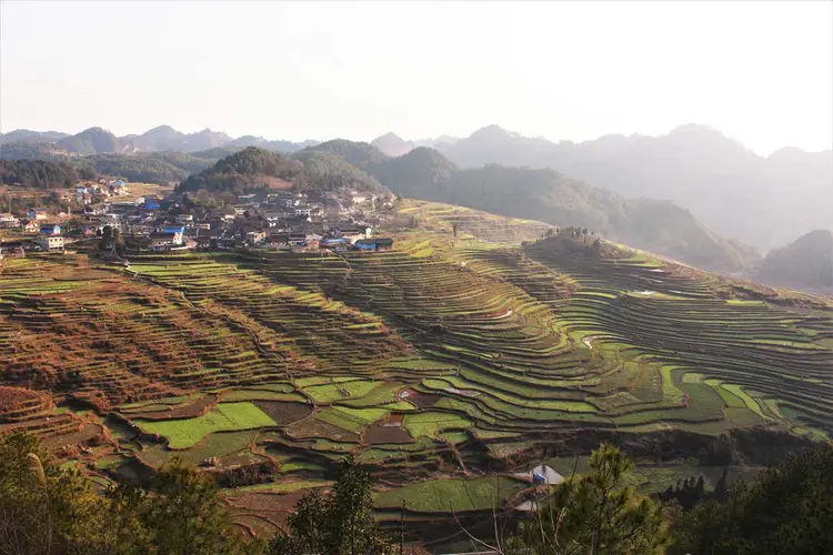 CULTIVO DE ARROZ NA PROVÍNCIA DE GUIZHOU: dos cerca de 40 milhões de moradores, 28% vivem abaixo da linha da pobreza / Cibele Reschke