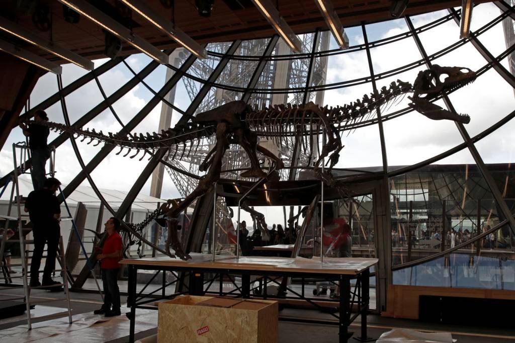 Esqueleto de T-Rex será exposto na França