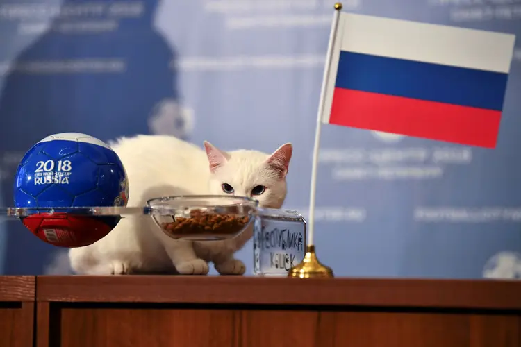 O gato Aquiles escolheu o prato com a bandeira da Rússia em vez da Arábia Saudita (Dylan Martinez/Reuters)