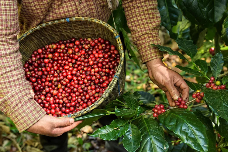 Café: Fórum Mundial dos Produtores de Café começa com preocupação com danos causados por geada (nimon_t/Getty Images)