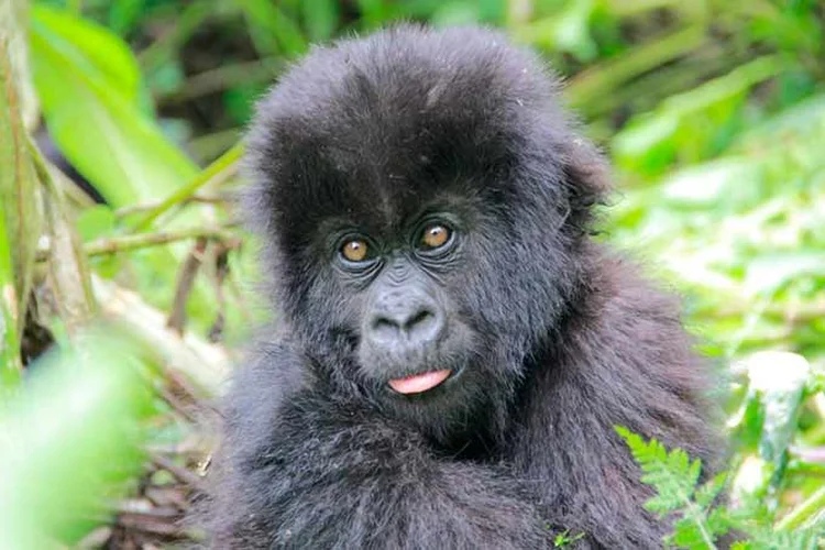 Gorila da montanha bebê. (Fossey Fund/Divulgação)