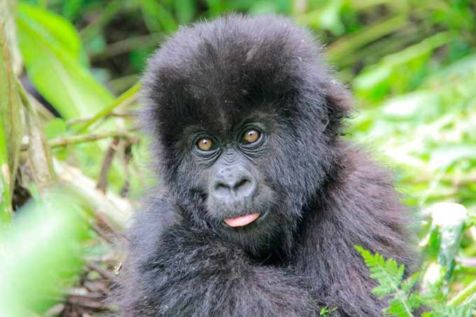 Gorilas-das-montanhas já chegam a 1004 indivíduos (e cada um conta)