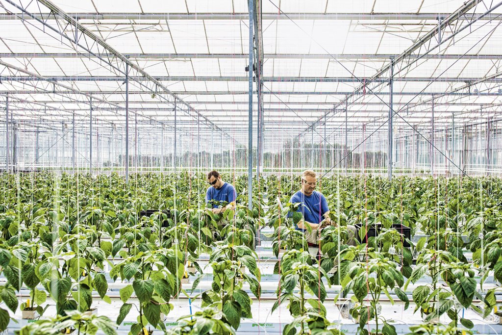 Centro de pesquisa da Monsanto: as sementes modificadas aumentaram a produtividade no campo | Jasper Juinen/Getty Images / 