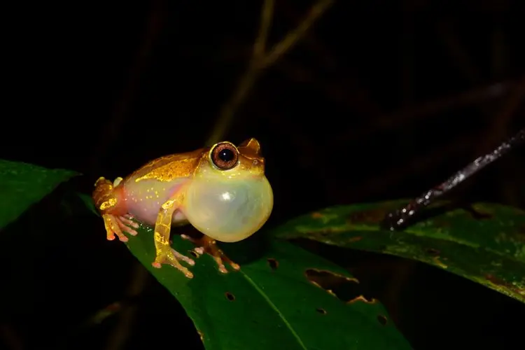 Em duas expedições à Amazônia, pesquisadores de SP coletaram animais de pelo menos 12 espécies ainda não catalogadas de sapos e lagartos (Direitos Reservados/Agência Fapesp)