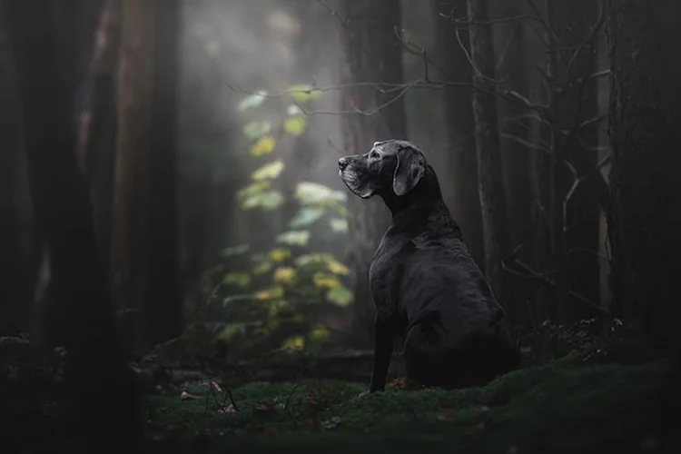 Noa, da raça Dogue Alemão: vencedor na categoria Geral e Cães Idosos (Monica van der Maden/Kennel Club/Divulgação)