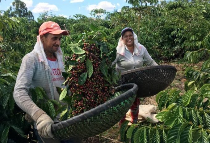 Colheita de café dos cooperados da Cooxupé avança para 55,73%