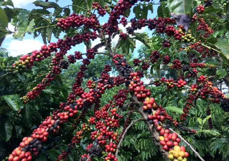 Café: colheita da safra brasileira 2018/19 está próxima do fim no Espírito Santo (Jose Roberto Gomes/Reuters)