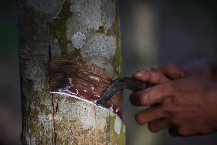 Funcionário corta uma seringueira para retirar o látex em uma floresta em Kisaran, no norte de Sumatra, na Indonésia
 (Dimas Ardian/Bloomberg)