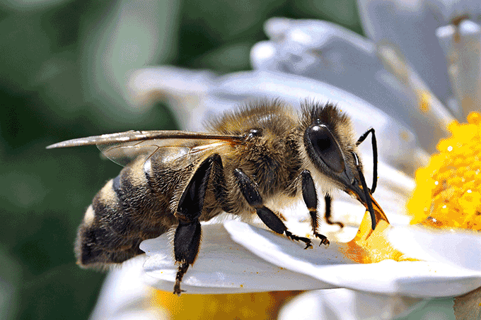 Pesquisadores descobrem substâncias relacionadas à ferocidade em abelhas