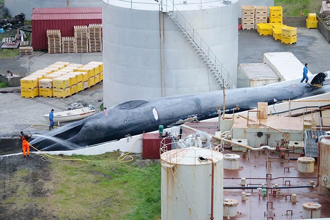 Baleeiros da Islândia são acusados de matar gigante raro — a baleia azul