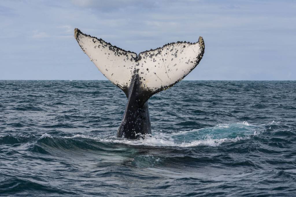 Baleia Jubarte: população brasileira dos mamíferos marinhos é estimada em 25 mil animais (Jonathan Wilkins/Wikimedia Commons)