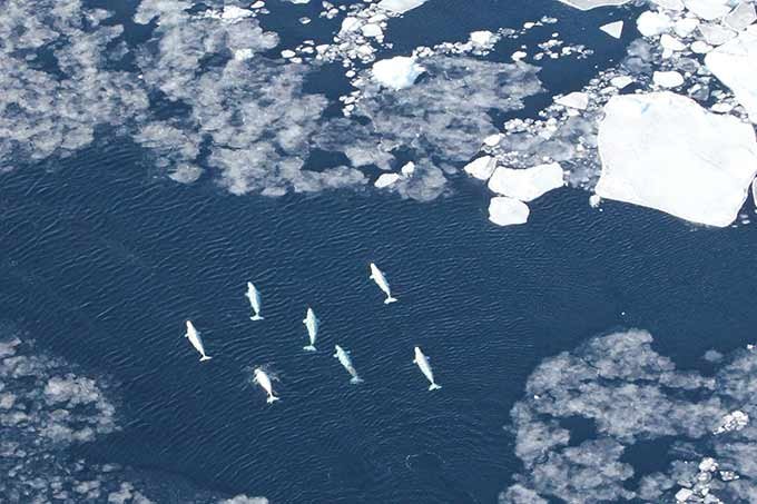 Tráfego de navios no Ártico ameaça "unicórnios do mar", alerta estudo