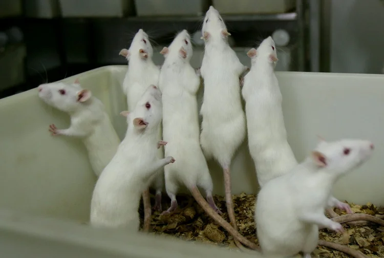 Ratos de laboratório: resultados mais importantes do experimento foram observados entre os animais jovens que receberam o tratamento prolongado. (China Photos/Getty Images)