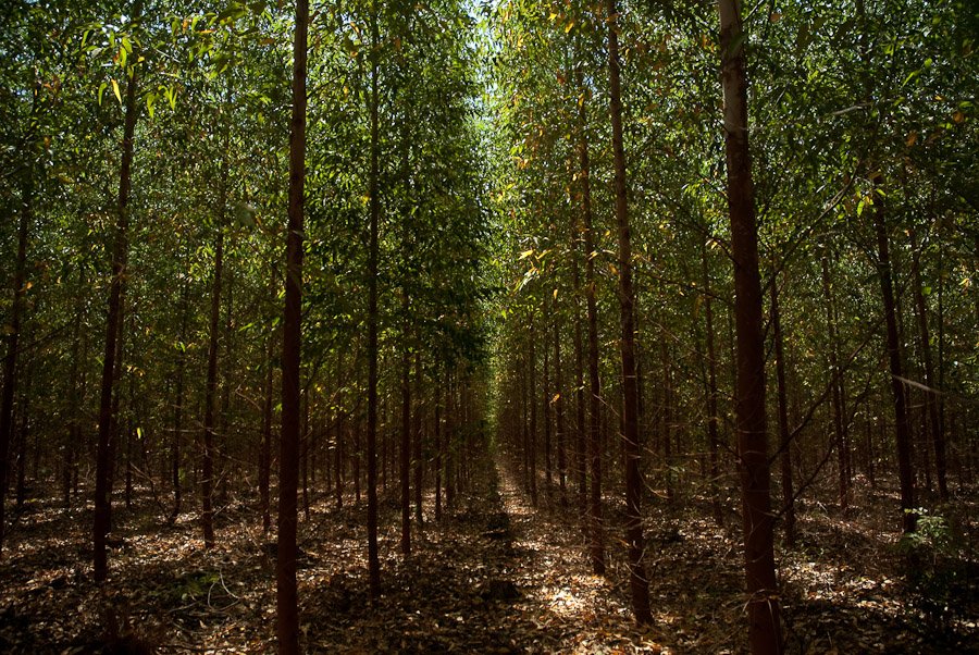 Dexco: investiu R$ 863,6 milhões em 2022, sendo R$ 430,3 milhões relativos à recomposição de seu ativo florestal (Duratex - Divulgação/Divulgação)