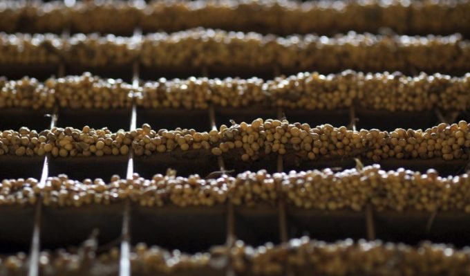 Brasil terá produção recorde de soja em 2018/2019, diz consultoria Safras
