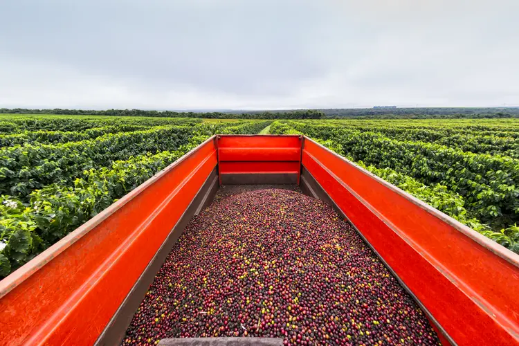 Café: tempo seco contribuiu para o avanço da colheita no país (iStock/iStockphoto)