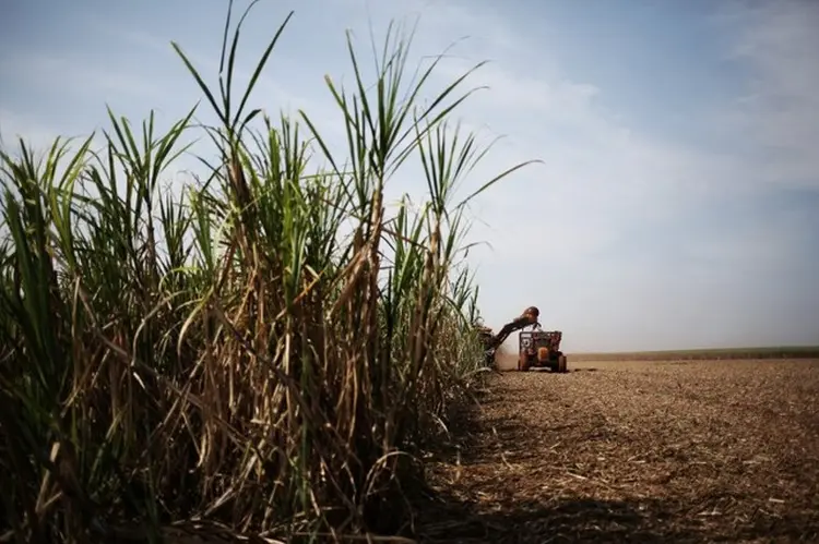 Aquisição conjunta: em comunicados na noite de quinta-feira, as empresas sucroenergéticas relataram que o pacto ainda prevê o arrendamento de terras de propriedade da Usina Furlan e da Agro Pecuária Furlan (Nacho Doce/Reuters)