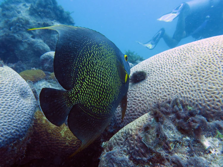 BiotecMar: formada por mais de 120 pesquisadores, objetivo é impulsionar a inovação a partir do maior conhecimento da biodiversidade marinha (Oceano Atlântico/Wikimedia Commons)