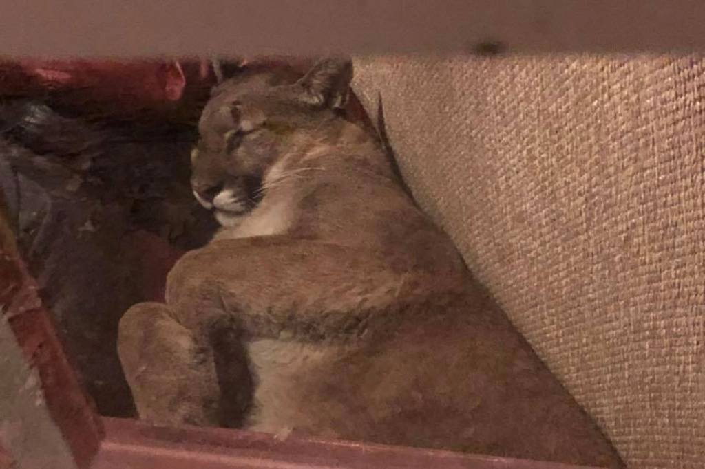 Puma entra em casa nos EUA e permanece por horas com moradora