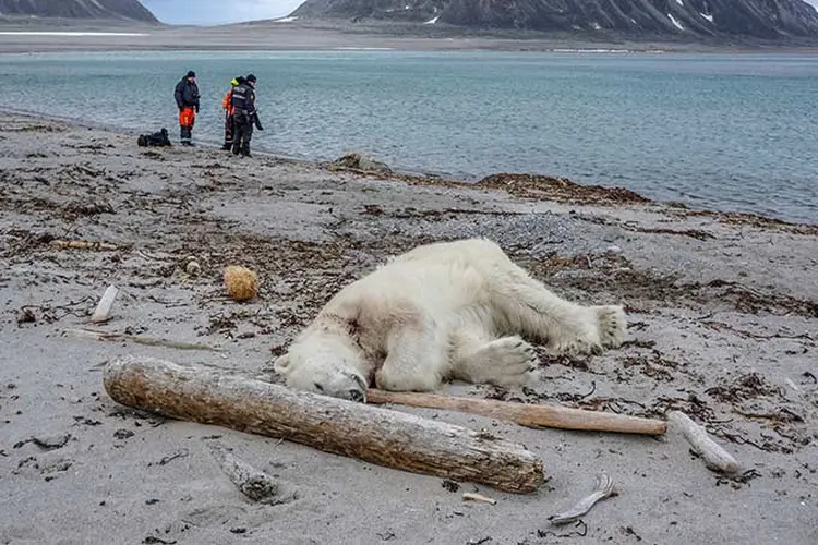 Desfecho trágico: urso polar morto por guardas de um cruzeiro no Ártico. (Gustav Busch Arntsen/Governor of Svalbard/NTB Scanpix/Reuters)