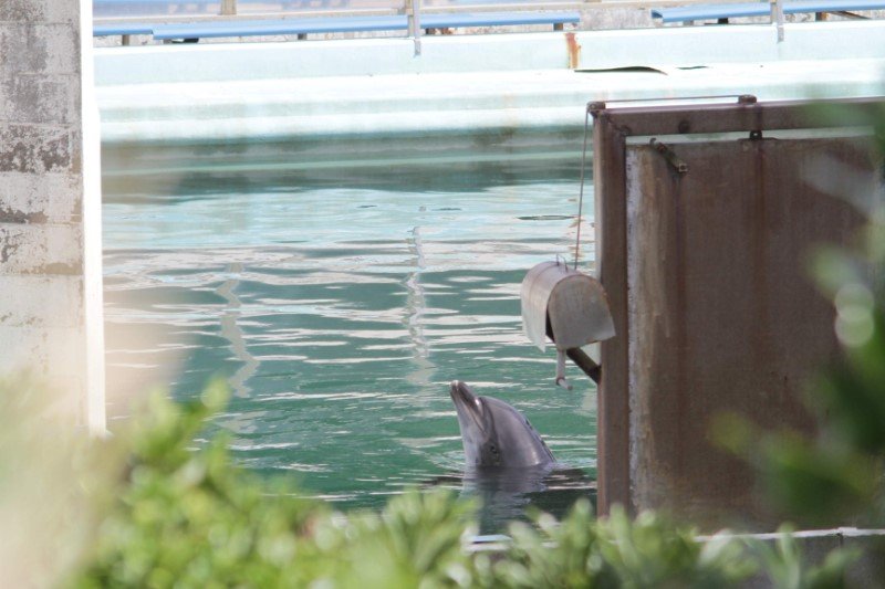 Caso de golfinho abandonado em aquário causa revolta no Japão