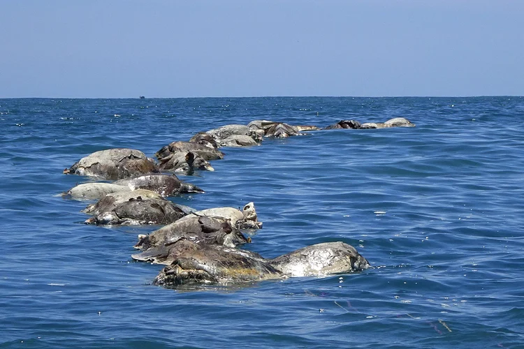 Tartarugas mortas na costa do México: ao menos 300 exemplares da unidade oliva, ameaçada de extinção, foram encontradas enroscadas em rede de pesca ilegal (Fredy Garcia/Reuters)