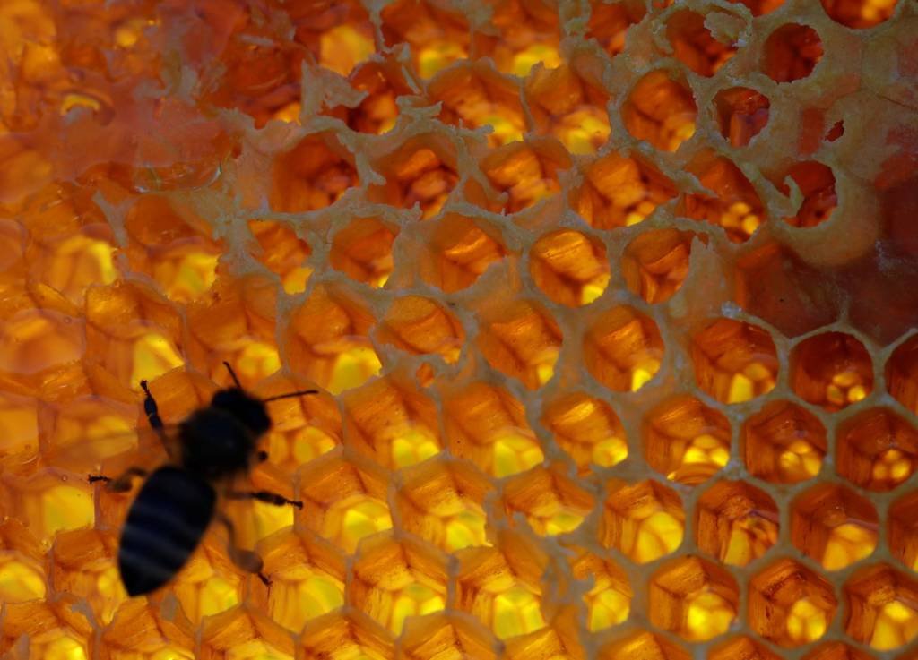 Mudança climática é responsável por morte de abelhas, dizem apicultores