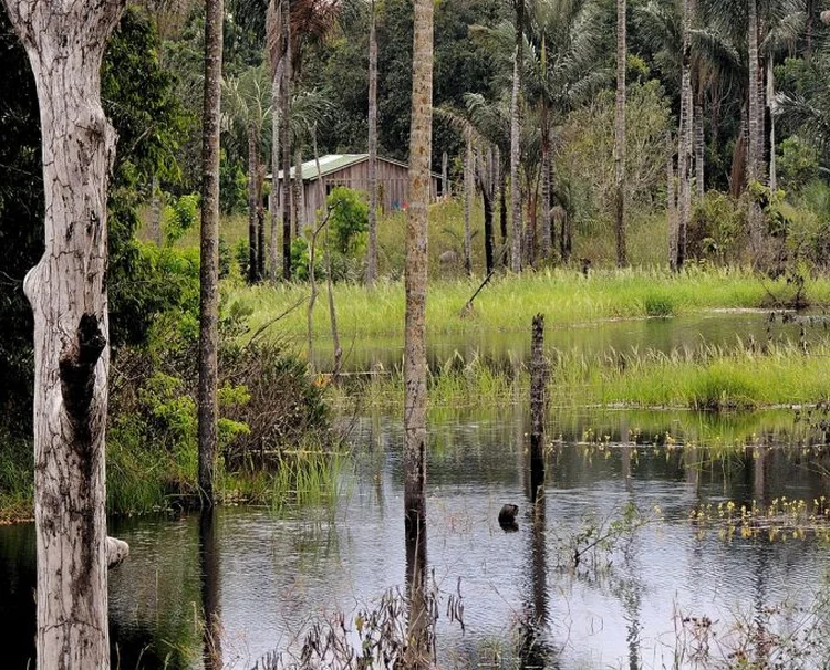 A conservação da natureza exige um trabalho diário de conscientização (Floresta Amazônica/Wikimedia Commons)