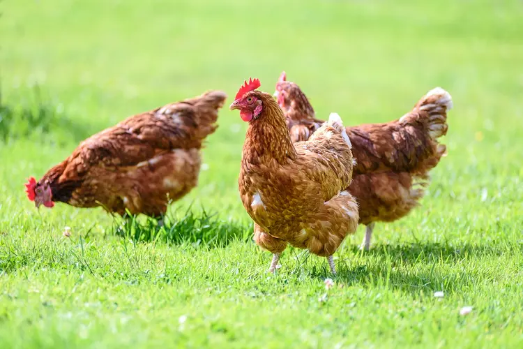Galinhas felizes: Korin prega criação natural e vende frangos sem antibióticos (WDnet)