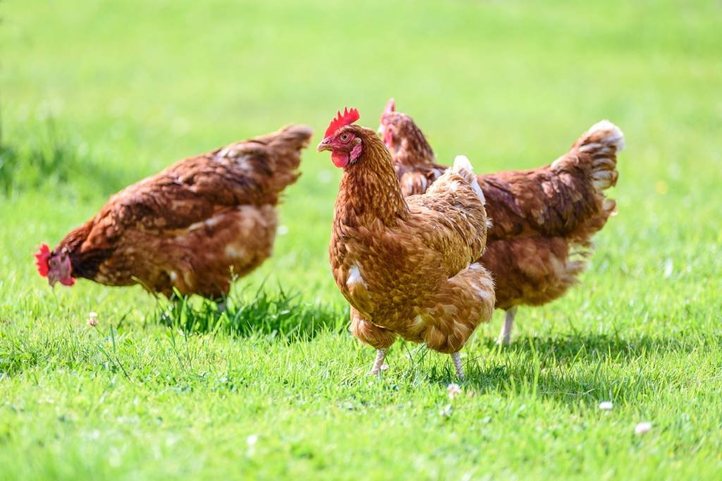 Gripe aviária: governo federal já havia declarado emergência zoossanitária em todo o território nacional (WDnet)