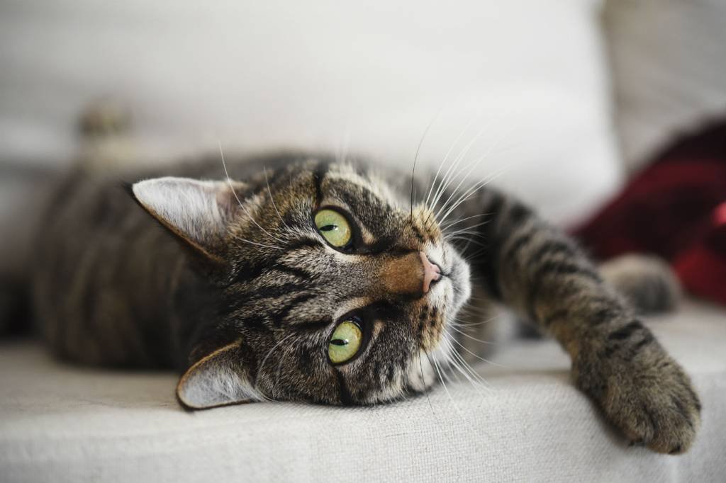 Cidade na Nova Zelândia quer banir todos os gatos