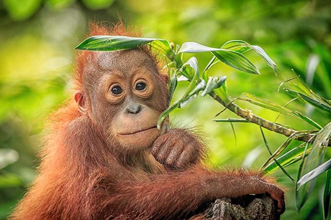 Indigesto? Óleo de palma agora ameaça primatas na África
