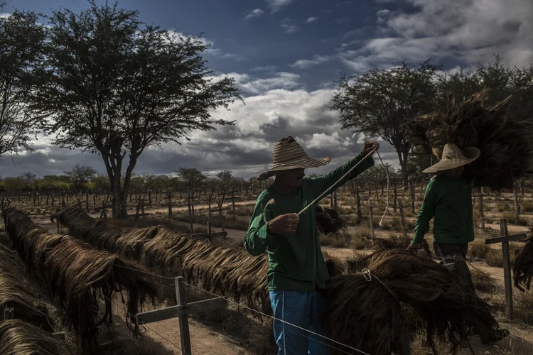 Fibras de sisal secam em fábrica têxtil em Valente, na Bahia (Dado Galdieri/Bloomberg)