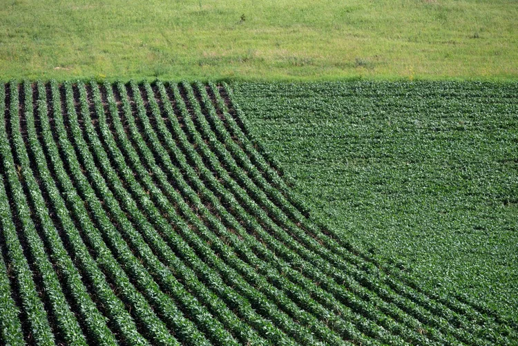 Bunge: empresa reportou prejuízo líquido atribuível aos acionistas no segundo trimestre de 21 milhões de dólares (Daniel Acker/Reuters)