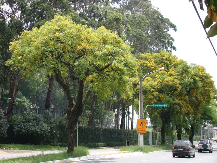 Pesquisa: originária da Bolívia, a Tipuana começou a ser plantada em São Paulo na primeira metade do século 20, e agora ajuda pesquisadores em análises sobre poluição (mauroguanandi flickr/Reprodução)