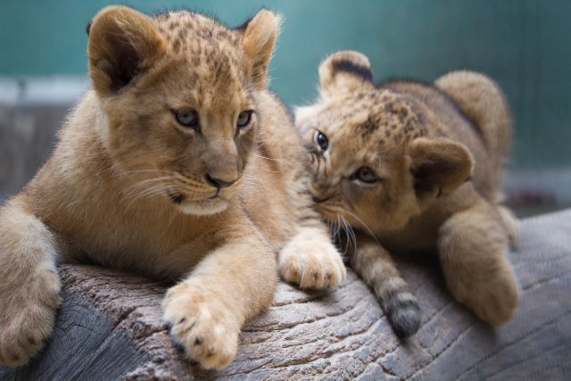 Bebês leões viram os mais novos moradores do Zoológico de São Paulo