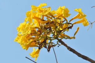 Imagem referente à matéria: Que dia começa a primavera em 2025?