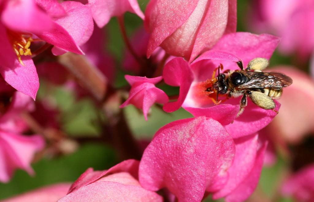 Pesquisadores filmaram e analisaram 15 colônias de abelhas jataí (Flickr/Antonio Machado)