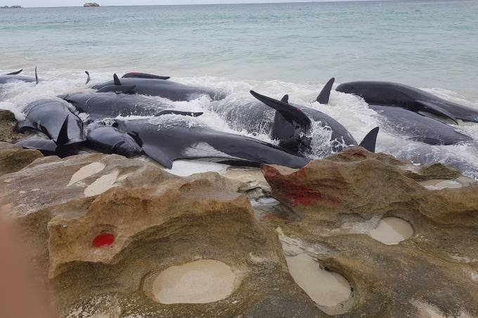 Caça de baleias pode ser autorizada hoje após 32 anos de proibição