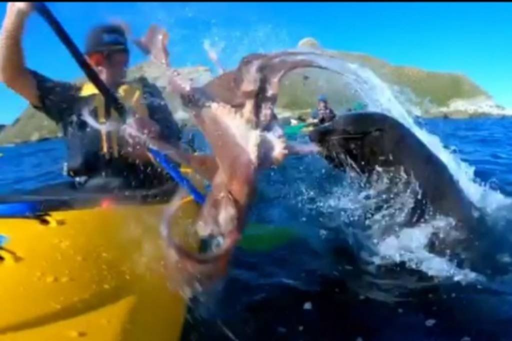 Homem é ferido durante “duelo” entre foca e polvo; veja vídeo